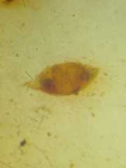 Argyrodes flavescens