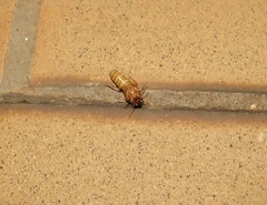 Termitoidae