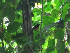 Copsychus stricklandii stricklandii