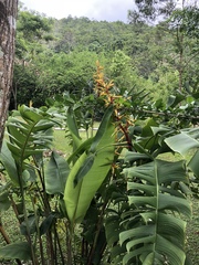 Heliconia spissa