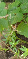 Argiope radon