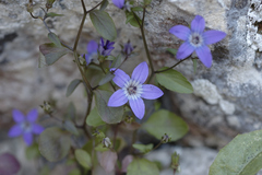 Campanula specularioides