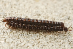 Strongylosoma