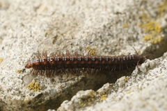 Strongylosoma