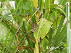 Mycalesis gotama nanda