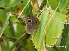 Mycalesis gotama nanda