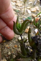 Lampranthus spiniformis