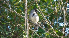 Sakesphoroides cristatus