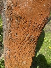 Trentepohlia umbrina