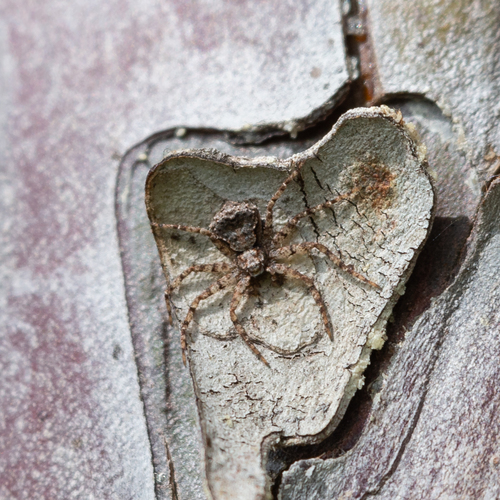 Philodromus pinetorum