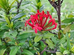 Ixora