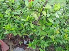 Ixora