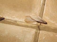 Termitoidae