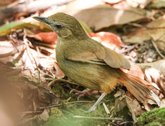Malacocincla abbotti