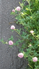 Trifolium pratense