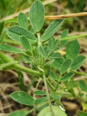 Medicago scutellata