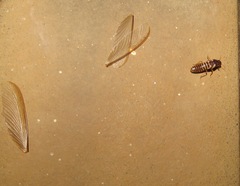 Termitoidae