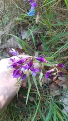 Lathyrus vernus gracilis