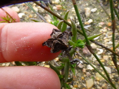 Lampranthus spiniformis