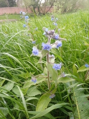 Pentaglottis sempervirens
