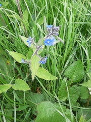 Pentaglottis sempervirens