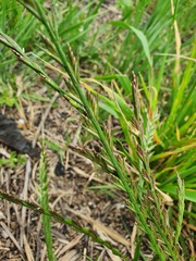 Lolium rigidum