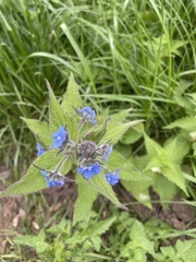 Pentaglottis sempervirens