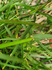 Lolium rigidum