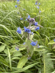 Pentaglottis sempervirens