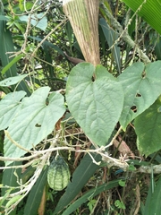 Thladiantha punctata