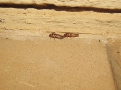 Termitoidae