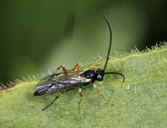 Limneriini