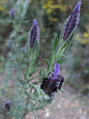 Lavandula stoechas stoechas