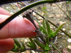 Lampranthus spiniformis