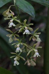 Epidendrum coronatum