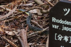 Rhabdophis tigrinus