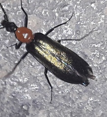 Prionoceridae