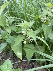 Lamium album