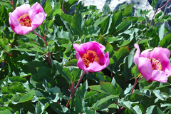 Paeonia coriacea