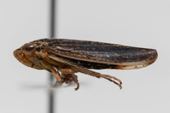Graphocephala confluens