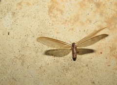 Termitoidae