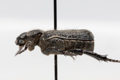 Cremastocheilus crinitus