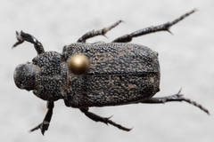 Cremastocheilus crinitus