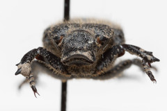 Cremastocheilus crinitus