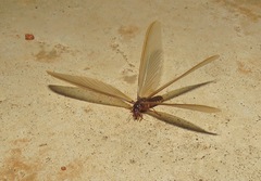 Termitoidae