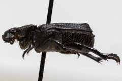 Cremastocheilus crinitus