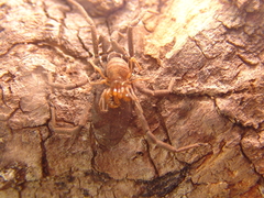 Holoscotolemon lessiniense