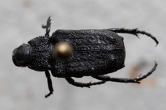 Cremastocheilus crinitus