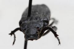 Cremastocheilus crinitus