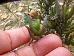 Lampranthus spiniformis